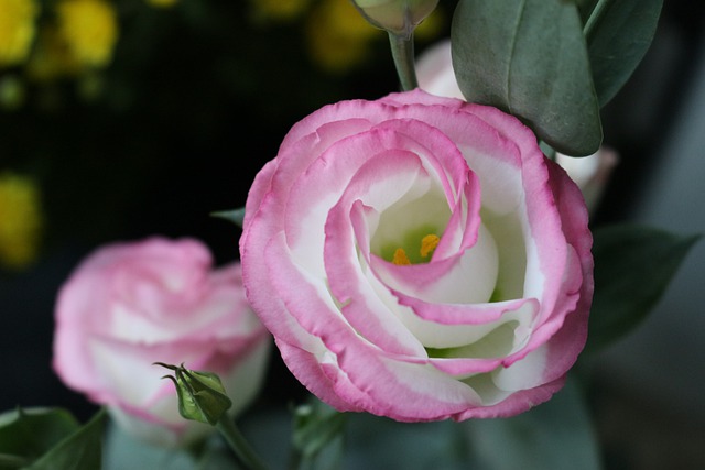 Welche Blumen schenkt man für ein erstes Date?